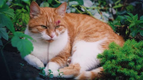 Yellow beautiful cat