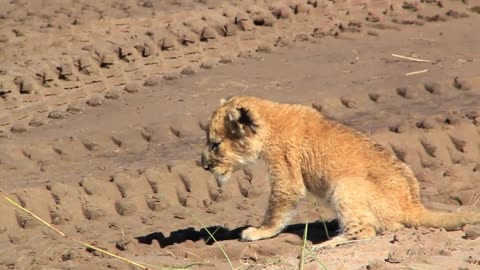 Lion cub on road