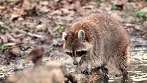 Close up of a Raccoon in a Pond