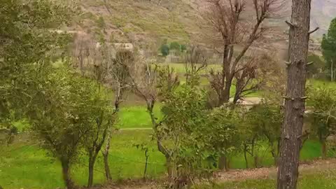 Green Land | Beauty| Music | My home land Jowar Buner Kpk Pakistan