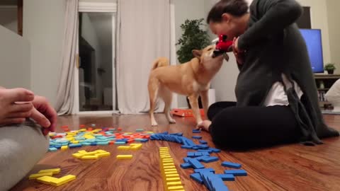 Cute dog dominos