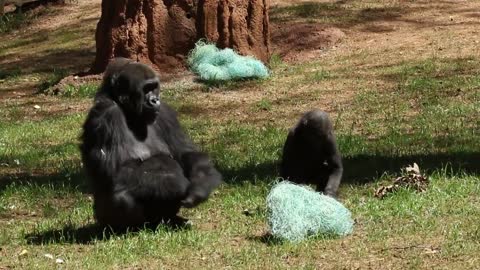 Gorilla Egg Hunt 2021