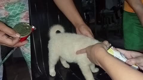 Rescuing a Puppy with it's Head Stuck in Tuna Can