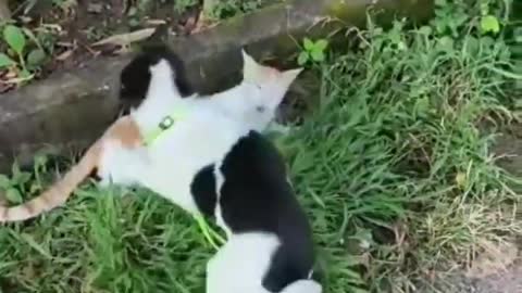 Cute Puppy Playing With Cute Kitten