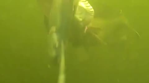 HUGE PIKE 🚨UNDER WATER ATTACK🚨