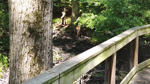 Deer Forest Animal Nature Wild Mammal Fawn Bambi