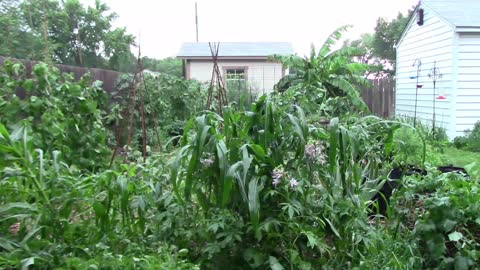 What Hail and Wind Did To Our Garden - Gardening Update