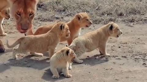 Cute baby lion cubs walking outdoors for the first time,