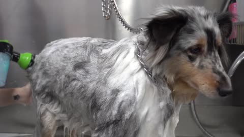 Ariana Grande step aside Shetland Sheepdog can sing