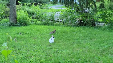 Pet rabbit meets wild rabbit for the first time