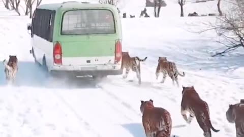 💢东北虎大团建！😍简直是大场面！#animal 【跟着图尔去旅行】