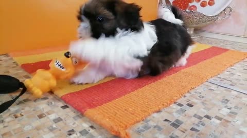 SHIH-TZU PUPPIES, ALAPPUZHA HARIPAD,9567729942