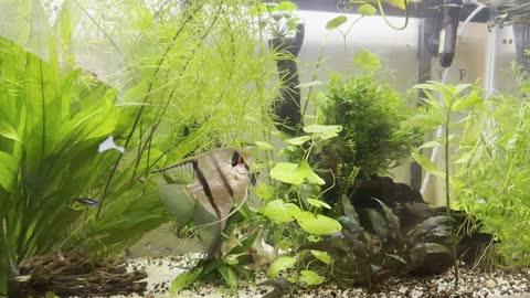 29G fish tank updates