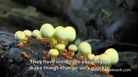 Movie Night Tonight- Fantastic Fungi