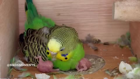 Midori the budgie with her two newborn babies