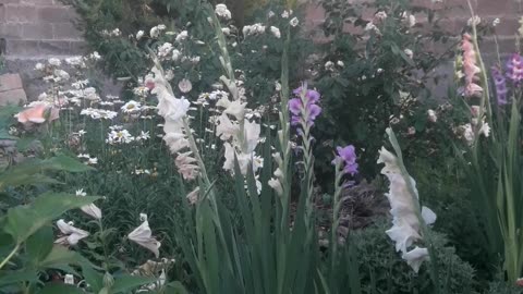 House in flowers