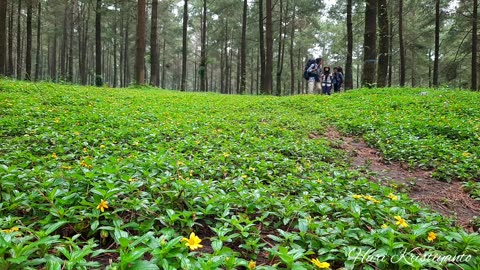 NOT SOLO CAMPING • CAMPING IN HEAVY RAIN IN PINE FOREST • SETTING UP THE TENTS IN HEAVY RAIN