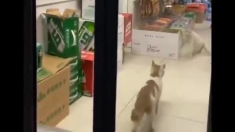 funny cat vedios #shorts #trending #funnyvideo #funny #funnycats #funnyshorts #funnymoments