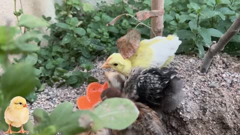 Satisfying video🐥Cute baby chicks🐥Fooding chicks