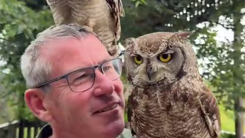 These spotted eagle owls are so beautiful