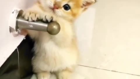 Amezing Cat 😹 Funny Video