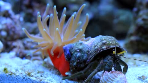 Hermit Crab and Anemone are besties