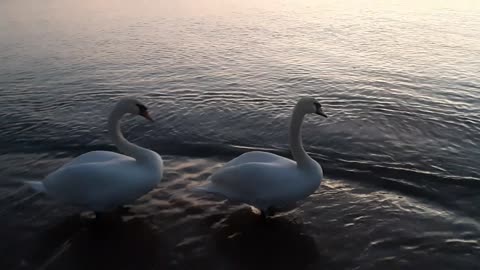 Swans at sunset.