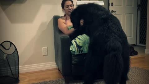 MASSIVE NEWFOUNDLAND THINKS HE'S A TINY LAP DOG-ADORABLE DOG