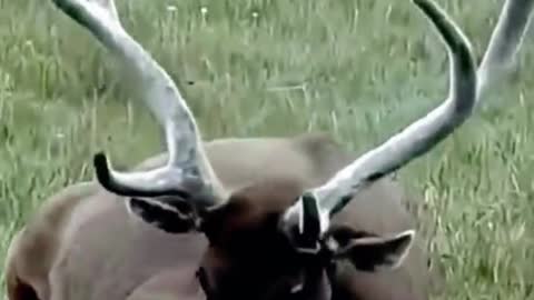 Oh my God, this deer's antlers are so big, they look like they have a lot of fluff on them