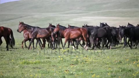 Horses running