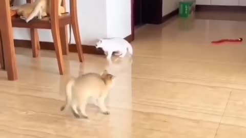 Cat jumping