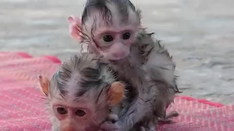 Baby monkey eating pepper