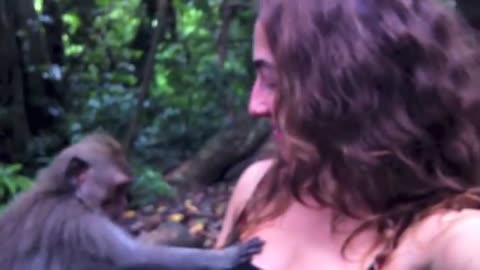 monkey funny video Got Milk?