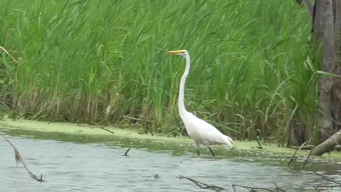 219 Toussaint Wildlife - Oak Harbor Ohio - Egret Dines Good