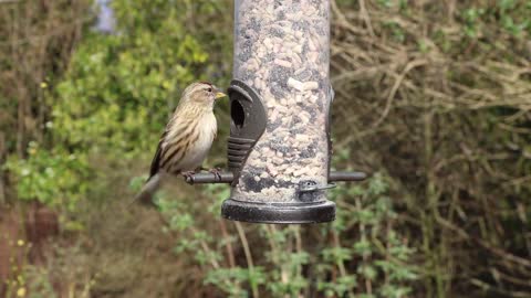 What a beautiful bird really cuut