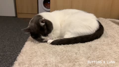 Tiny Cat Curls Up & Snuggles On A Blanket 🐱