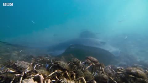 Stingray Ambushes Army Of Crabs | Blue Planet II | BBC Earth