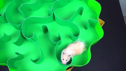 GIANT Burger Maze for Hamster