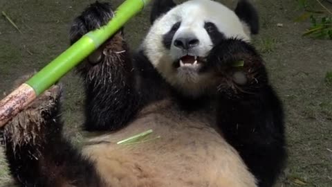 giant pandas