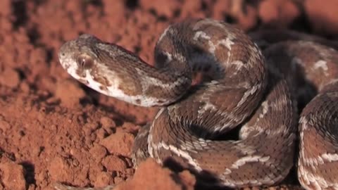 6 MOST BEAUTIFUL SNAKES IN THE WORLD