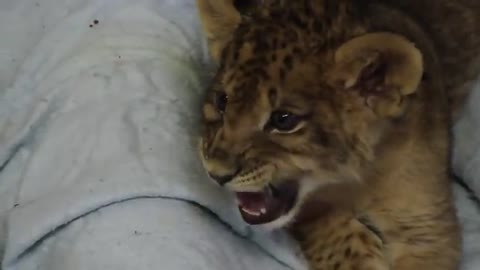 Lion Cub Gives Us His Best Roar