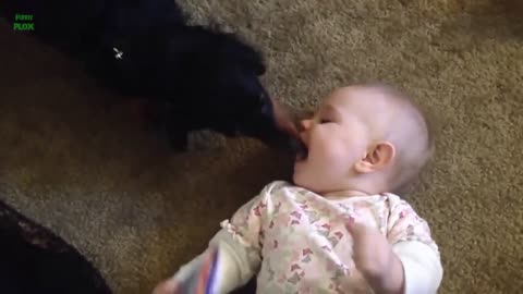 Funny and Cute Dogs Kissing Babies Compilation