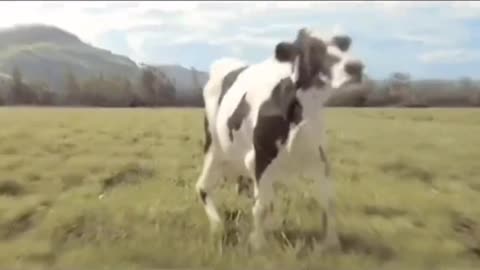 Funny cow dance | funny clips