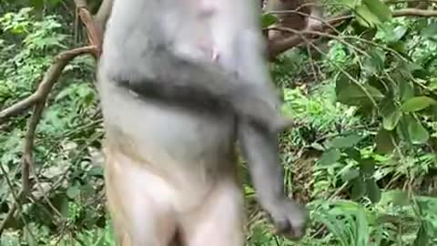 Cute Monkey China & Funny Love monkey| Animals Love #Short (332)