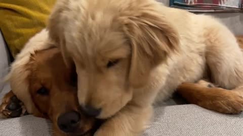 Golden Retriever Siblings are Best Friends