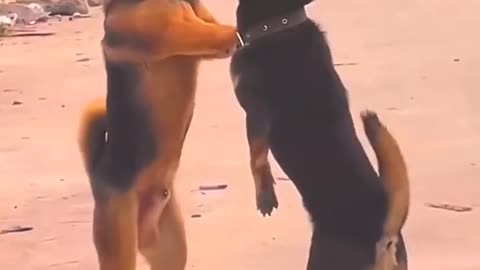 Dogs fighting