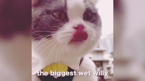 White cute cat Making voice like human.