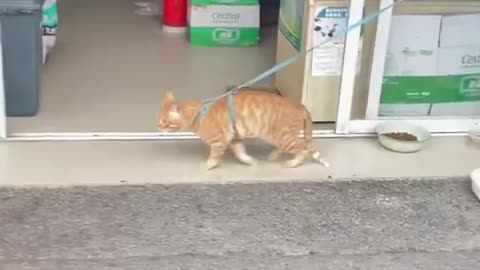 moonwalk cat