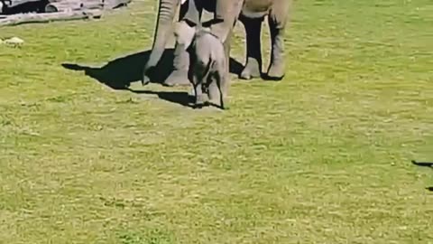 "Harmonious Play: Baby Elephant and Birds"