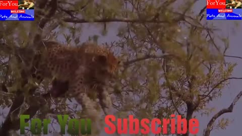 A lion hunting a leopard cub #video